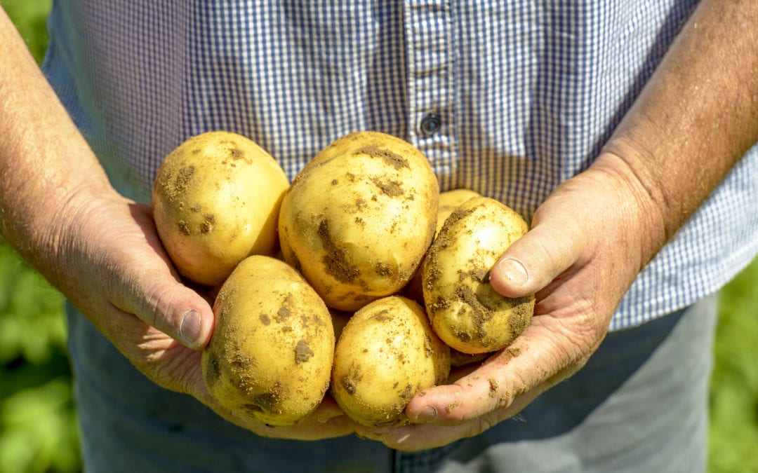 The Importance of Potato Skins